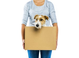 Millennial dog lovers buying homes for their pets