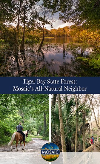 Tiger-Bay-State-Forest-Mosaics-All-Natural-Neighbor