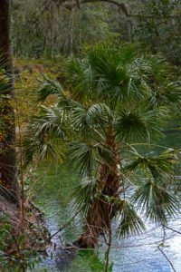 Blue Springs State Park