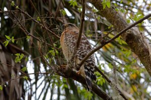 Cooper Hawk at Blue Springs State Park - the Great Florida Birding Trail