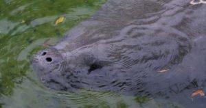 A Manatee at Blue Springs State Park