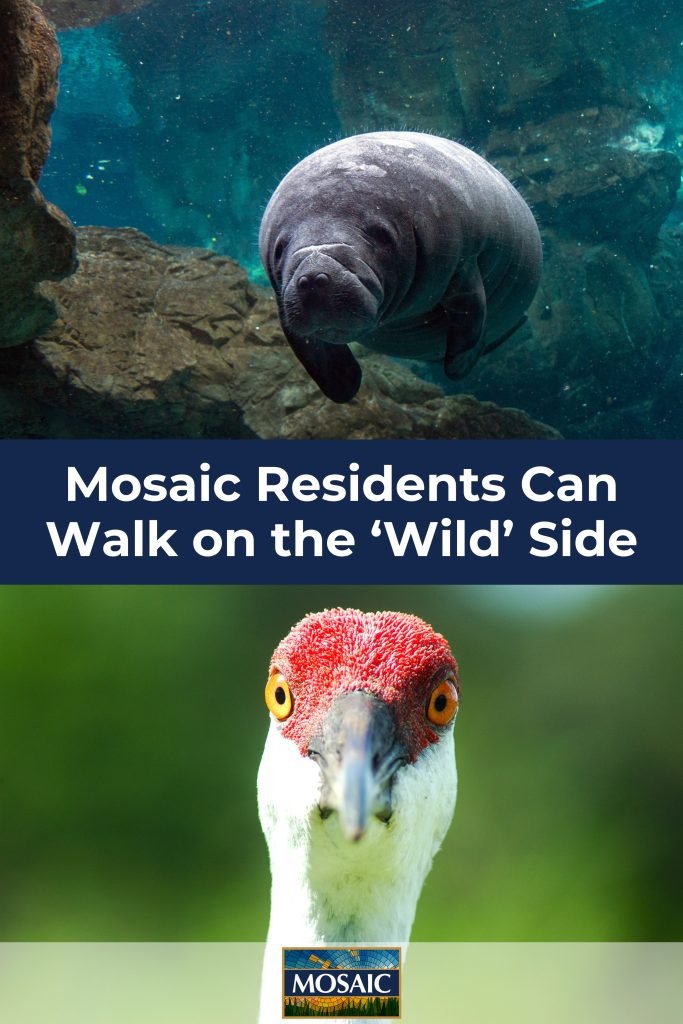 How Mosaic Residents Can Walk on the ‘Wild’ Side